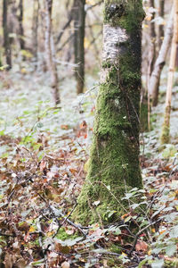 Trees growing in forest