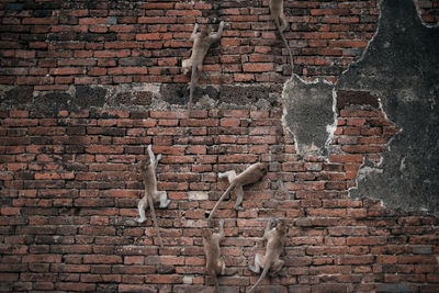 View of brick wall and monkeys