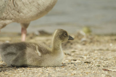 Close-up of ducklings on lake