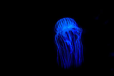 Close-up of jellyfish swimming underwater against black background