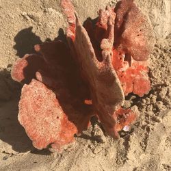 Close-up of crab on sand at beach