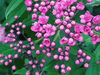 Close-up of pink flowers blooming outdoors