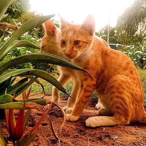 domestic cat, cat, domestic animals, pets, one animal, mammal, animal themes, feline, whisker, sitting, relaxation, plant, looking at camera, portrait, sunlight, day, tree, outdoors, no people