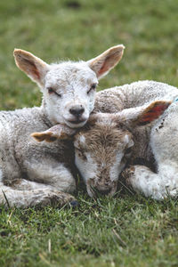 Portrait of an animal on field