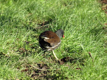 Close-up of bird perching on grass