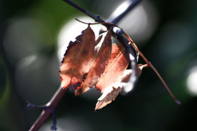 Close-up of flower against blurred background