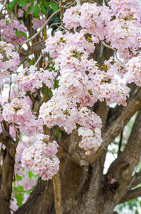 Close-up of pink flowers blooming on tree