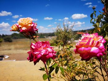Close-up of pink flowering plants against sky