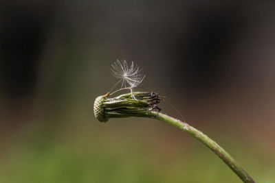 Close-up of insect on plant