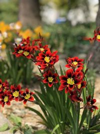 Close-up of red flowering plants