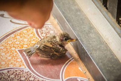 High angle view of hand holding bird