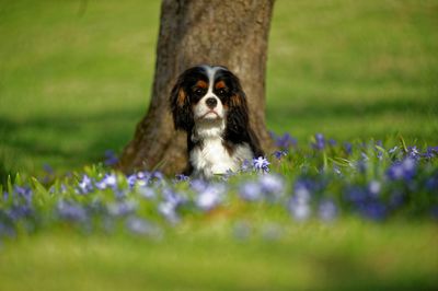 Portrait of a dog on field