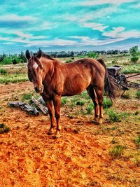 Horses in a field