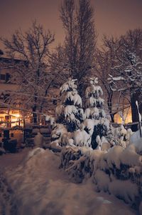 Bare trees on snow covered landscape