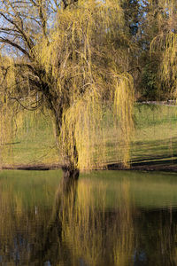 Scenic view of lake in forest