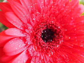 Close-up of wet red flower