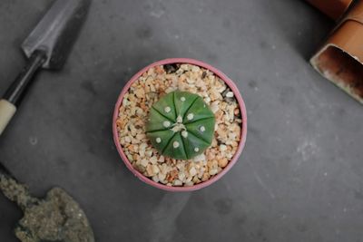 High angle view of potted plant in container on table