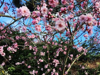 Low angle view of pink flowers on tree
