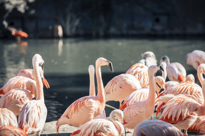 Group of beautiful colored flamingos