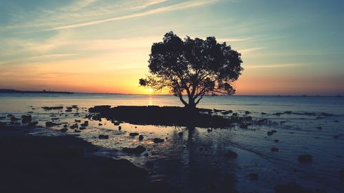 Silhouette tree on beach against sky during sunset