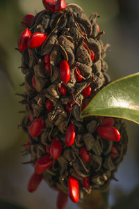 Close-up of red leaves