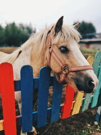 Close-up of horse behind a colorful fence