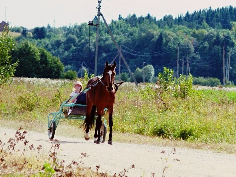 animal themes, domestic animals, horse, mammal, livestock, working animal, tree, herbivorous, one animal, cow, two animals, field, full length, landscape, standing, riding, transportation, green color, nature, mode of transport