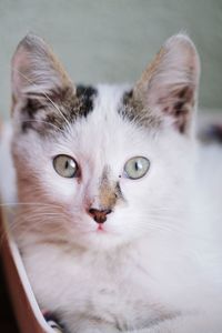 Close-up portrait of white cat