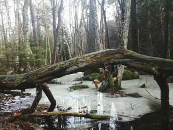 Trees in forest against sky