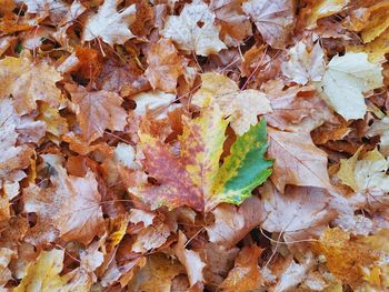 Full frame shot of dried autumn leaves on land