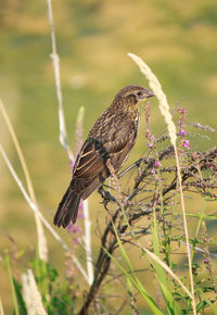 Close-up of bird perching on branch