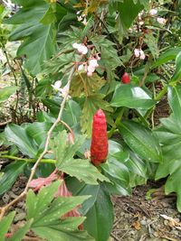 Close-up of berries on tree