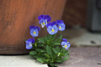 Close-up of purple flowers blooming outdoors