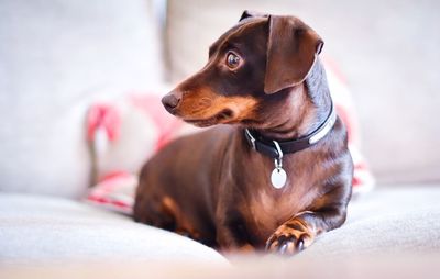 Close-up of dog on bed