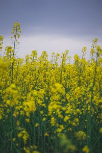 Close-up of yellow flowers in field