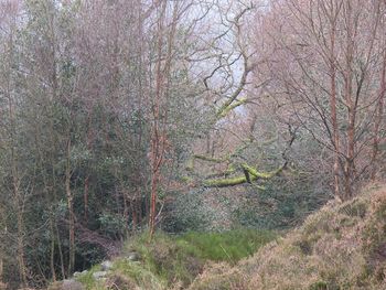 Ivy growing on tree in forest