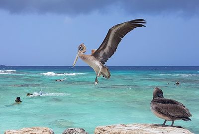 Birds flying over sea against clear sky