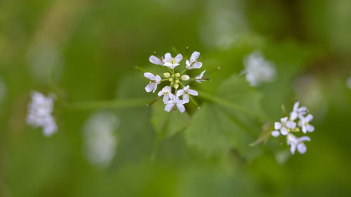 Close-up of white flowering plant