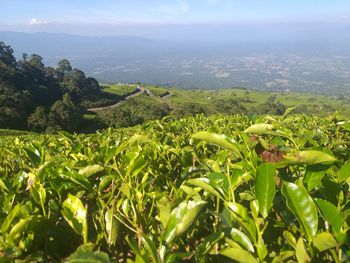 Scenic view of agricultural landscape against sky