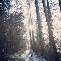 Rear view of woman walking on snow covered street amidst trees during sunny day