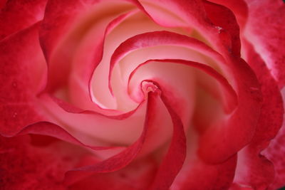 Full frame shot of red rose