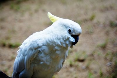 Close-up of eagle