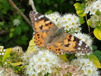 Close-up of butterfly pollinating on flower