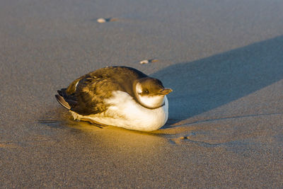 High angle view of bird on beach