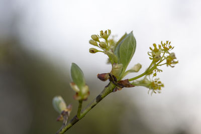 Close-up of flowering plant