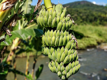 Close-up of banana on plant growing in field