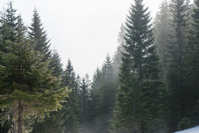 Trees in forest against sky