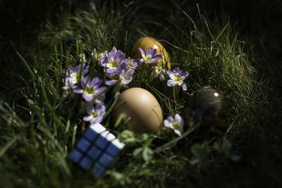 High angle view of purple crocus flowers on field and easter eggs
