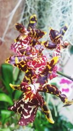 Close-up of plant against blurred background