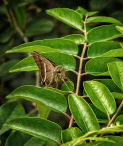 Close-up of butterfly perching on plant